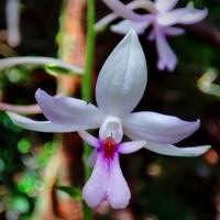 Calanthe masuca (D.Don) Lindl.